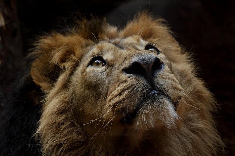 Photography Safaris